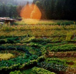 Garten 1998