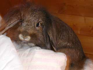 Sandra