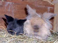 Gismo und Baby