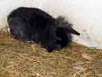 Blacki