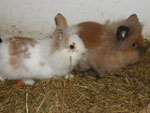 Kathi und Gismor
