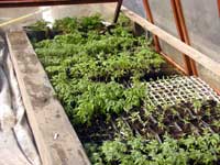 Tomaten - Jungpflanzen