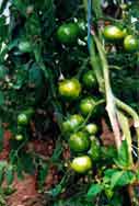 Tomate Green Zebra