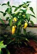 gelbe Spitzpaprika