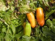 San Marzano