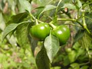 Tomatenpaprika