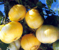 Annuelle " Weiße Schönheit " 