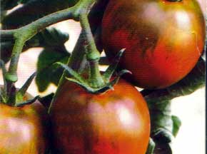 Tomato Black Russian