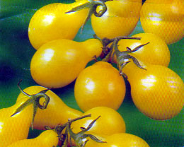 Gelbe Birne