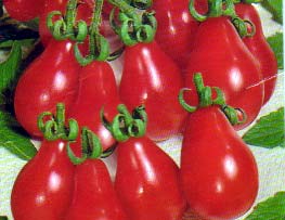 Rote Birne