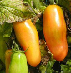 San Marzano