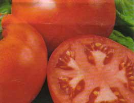 Ziegler Fleischtomate